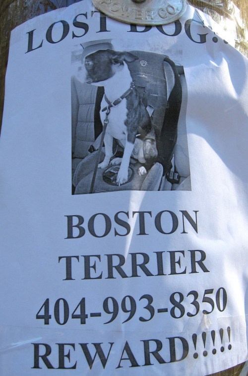 Lost Dog Boston Terrier 404-993-8350 Reward!!!!!